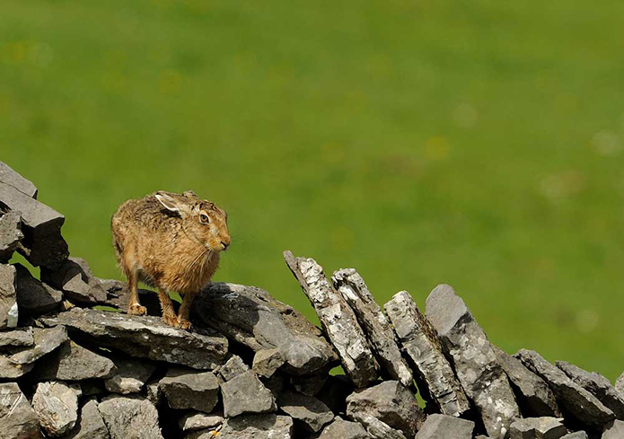 Merchant-and-Makers-Dry-Stone-Walls-2-Brown-hare-on-dry-stone-wall,-by-Ben-Andrews