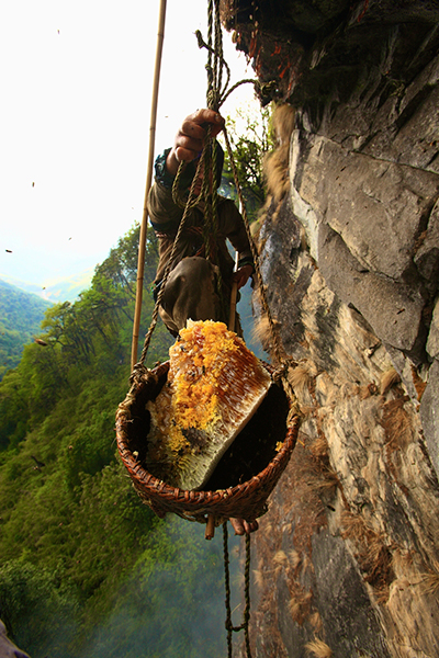 Merchant-and-Makers-Honey-Gathering-11-Nepal