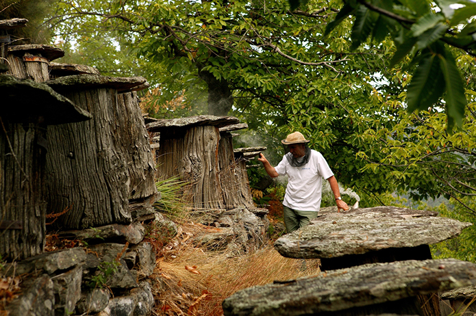 Merchant-and-Makers-Honey-Gathering-24-Chesthut-Trunk-Beehive-Cevennes