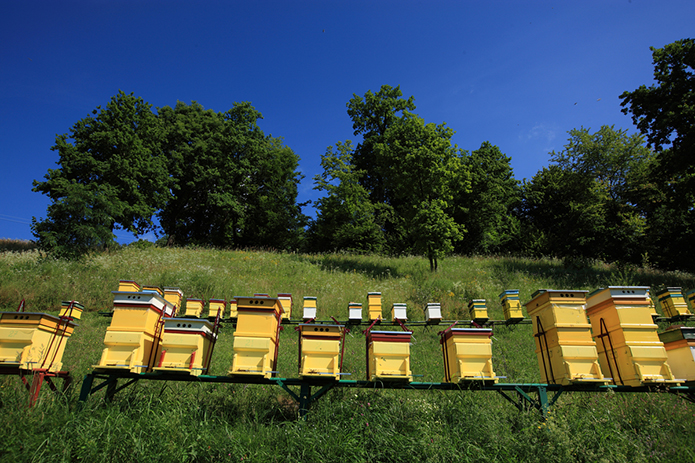 Merchant-and-Makers-Honey-Gathering-27-Romanian-Migrant-Beekeepers-Hives
