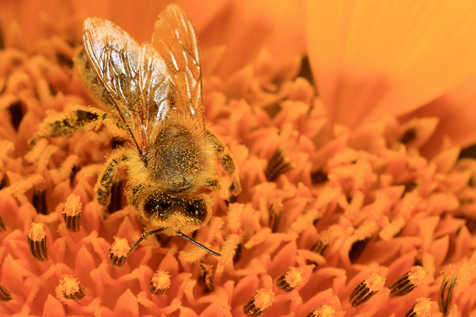 Merchant-and-Makers-Urban-Beekeeping-20-Pollen