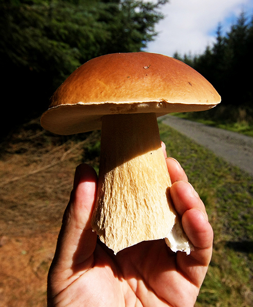 Merchant-and-Makers-Fungi-Foraging-15-Healthy-Porcini