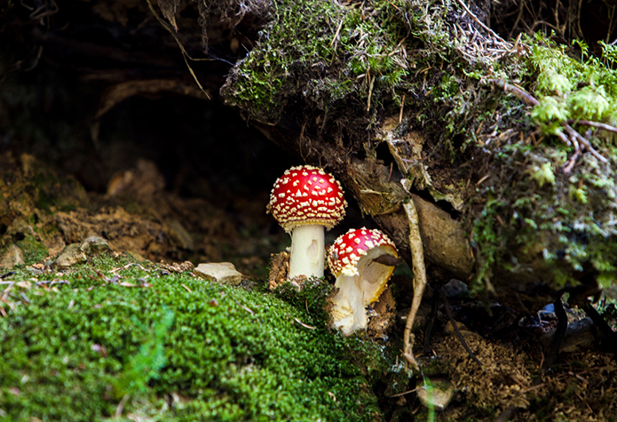 Merchant-and-Makers-Fungi-Foraging-5-Fly-Agaric