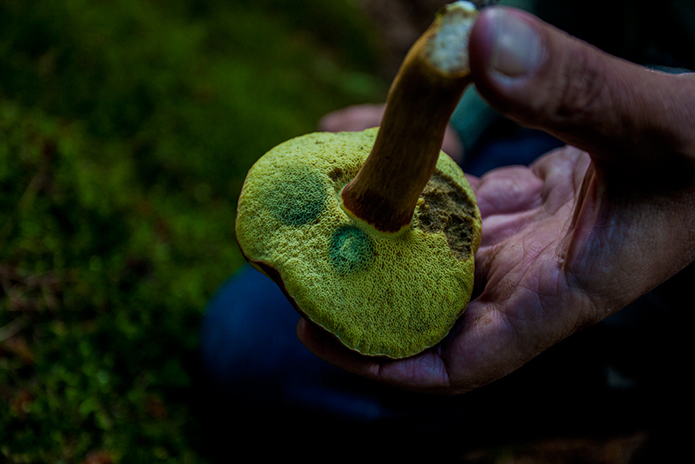 Merchant-and-Makers-Fungi-Foraging-7-Underside-of-Bay-Boletus