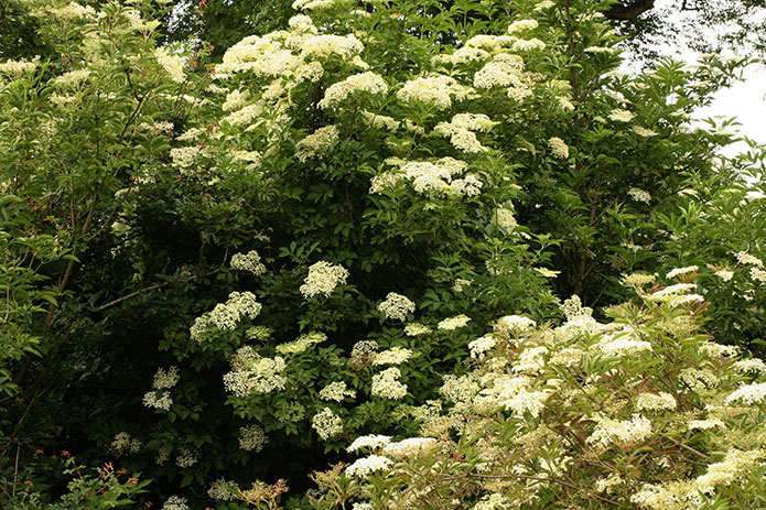 Merchant-and-Makers-Foraging-for-Wild-Food-12-Elderflower