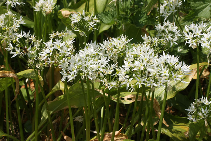 Merchant-and-Makers-Foraging-for-Wild-Food-13-Ransoms-Wild-Garlic