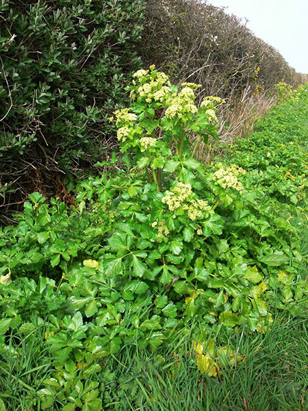 Merchant-and-Makers-Foraging-for-Wild-Food-4-Alexanders