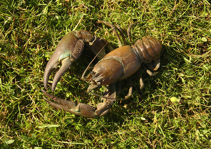 Merchant-and-Makers-Foraging-for-Wild-Food-8-Crayfish