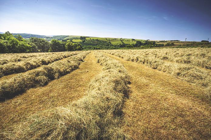 Merchant-and-Makers-Rudds-Rakes-3-Turned-hay-in-rows-ready-for-baling