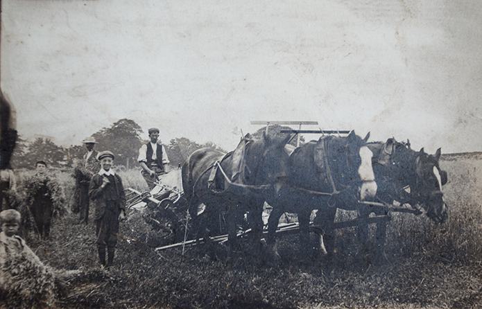 Merchant-and-Makers-Rudds-Rakes-4-Haymaking-with-horses