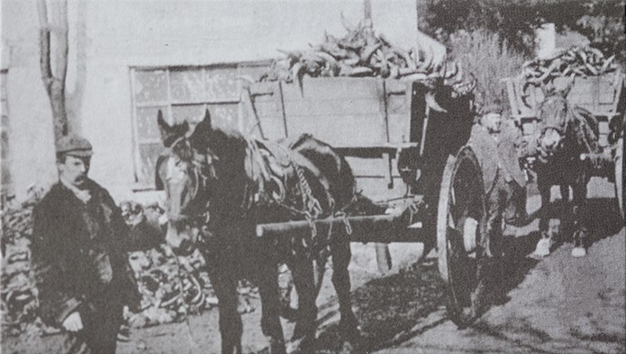 Horn being transported to Abbeyhorn workshop by horse and cart in the 19th Century. Image courtesy of The Worshipful Company of Horners