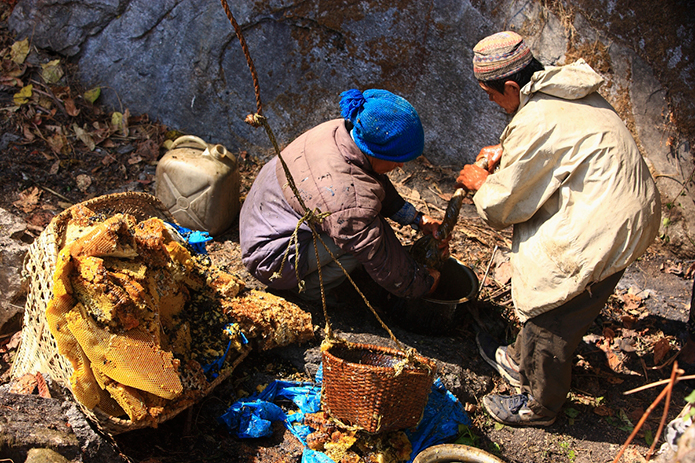 Merchant-and-Makers-Honey-Gathering-13-Nepal