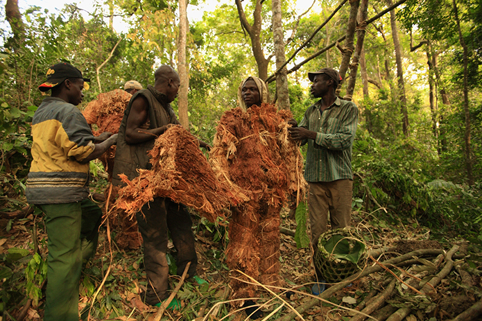 Merchant-and-Makers-Honey-Gathering-17-Adamawa-Plateau-Cameroon