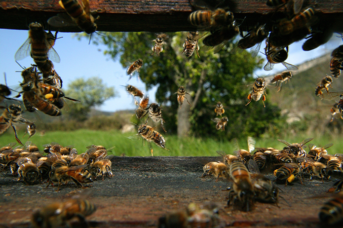 Merchant-and-Makers-Honey-Gathering-20-Bee-Hive