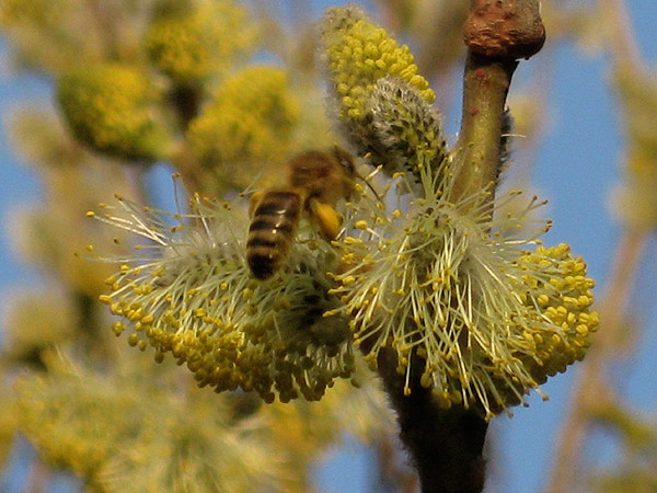 Merchant-and-Makers-Urban-Beekeeping-16-Bee-on-Willow