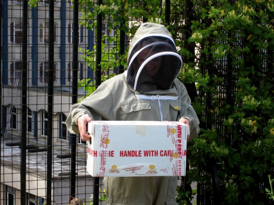 Merchant-and-Makers-Urban-Beekeeping-8-New-Bees-Arrival