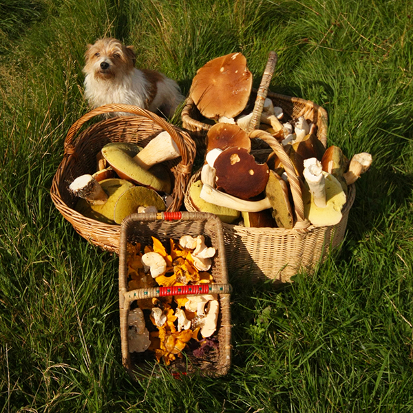 Merchant-and-Makers-Fungi-Foraging-13-Basket-of-Mushrooms