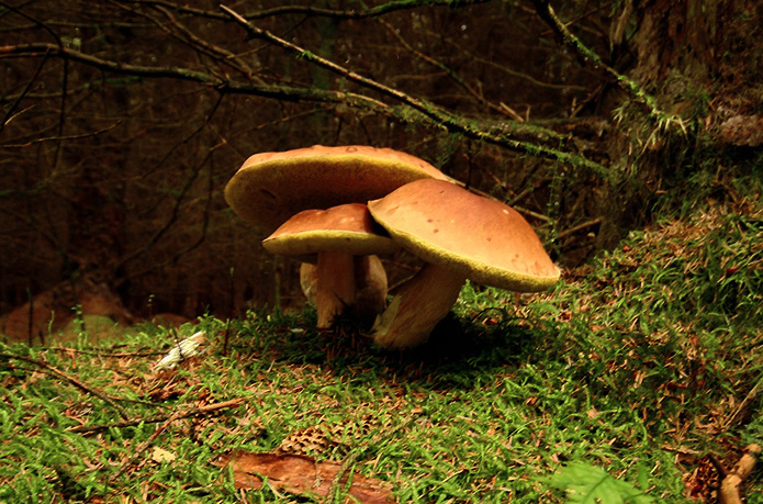 Merchant-and-Makers-Fungi-Foraging-4-Porcini