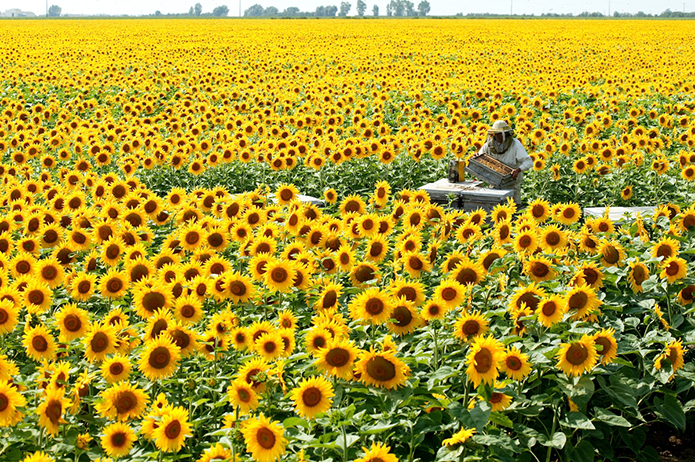 Merchant-and-Makers-Honey-Bees-Eric-Tourneret-5-Sunflowers