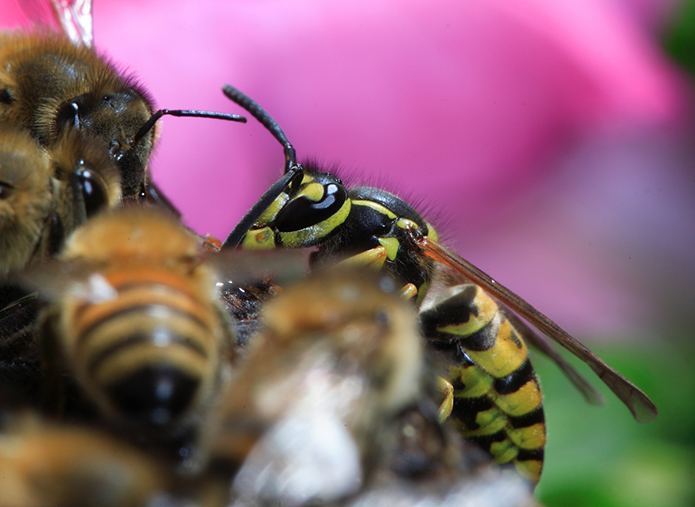 Merchant-and-Makers-Honey-Bees-Eric-Tourneret-9-Bee-Predator-Wasp