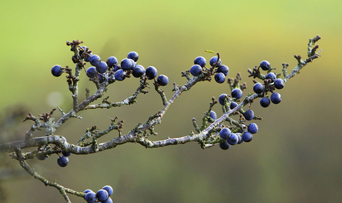 Merchant-and-Makers-Foraging-for-Wild-Food-10-Sloes