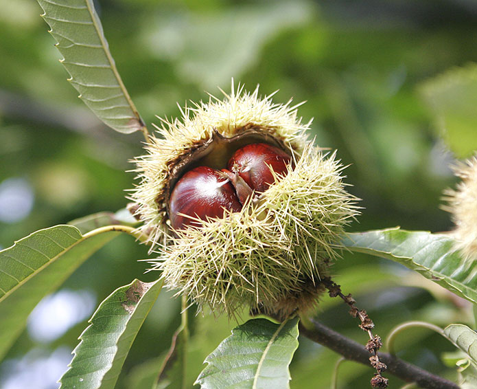 Merchant-and-Makers-Foraging-for-Wild-Food-15-Sweet-Chestnut