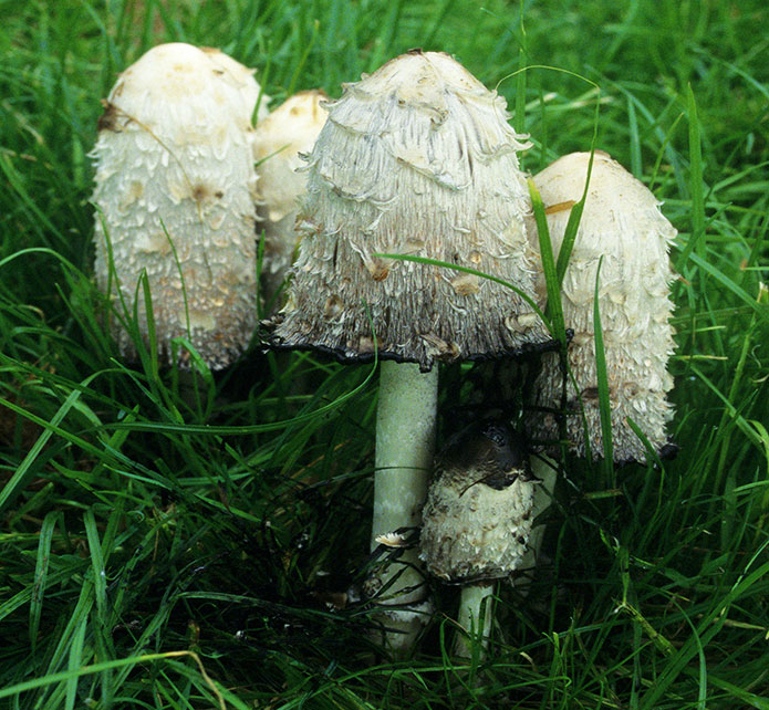 Merchant-and-Makers-Foraging-for-Wild-Food-17-Shaggy-Inkcap