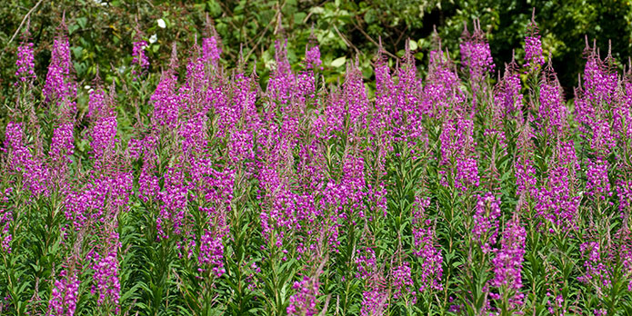 Merchant-and-Makers-Foraging-for-Wild-Food-5-Rosebay-Willowherb