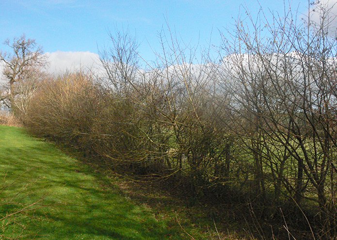 Merchant-and-Makers-Ancient-Craft-of-Hedgelaying-B