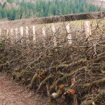 Merchant-and-Makers-Ancient-Craft-of-Hedgelaying-K
