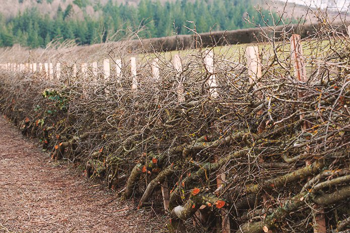 Merchant-and-Makers-Ancient-Craft-of-Hedgelaying-K