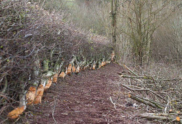 Merchant-and-Makers-Ancient-Craft-of-Hedgelaying-L