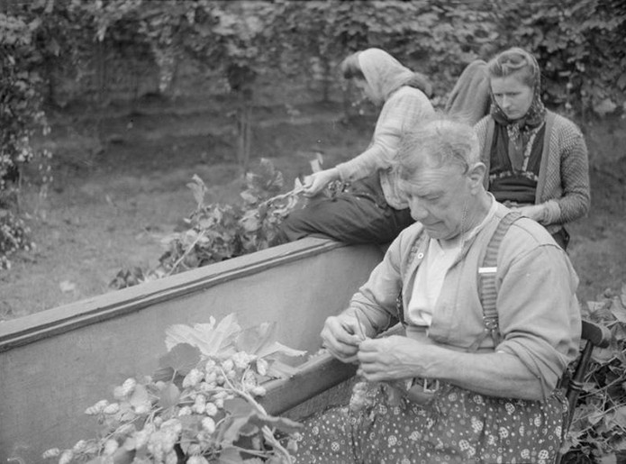 Merchant-and-Makers-History-of-Real-Ale-6-Hop-picking