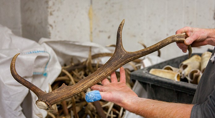 Merchant-and-Makers-Interview-with-Abbeyhorn-owner-Paul-Cleasby-19-Deer-Antler